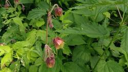 108168792_06-25-02-(5).thumb.jpg.c90f4d494d4318e832f53dacade0a270.jpg