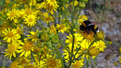 1154110694_Jacobaea_vulgaris___.thumb.JPG.a9a424102741d91d0b7579f5333a1e83.JPG