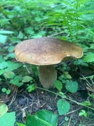 IMAGE 2025-06-25 13:47:06.jpg