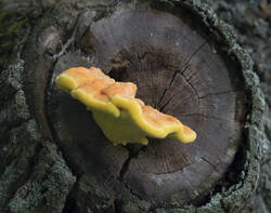 1400_DSC5525.thumb.jpg.1c49de576161e5cce18e2c22b6e0b165.jpg