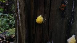 140150152_(3).thumb.jpg.abe891f2cc175cd7da3921a4ffba9bb9.jpg