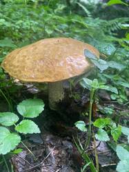 IMAGE 2025-06-18 21:00:23.jpg