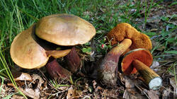 1502401169_Suillellus_luridus__20250611.thumb.JPG.63ce95355885278fbbb26aae86a52fd4.JPG