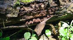 1580958036_06-25-16-_(10).thumb.jpg.5ca9c67d79f2a90bb5111c7f8fb1f4da.jpg