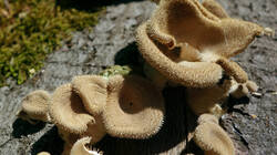 159046613_Lentinus_strigosus__2025_0611.thumb.JPG.2001f95151cda6464cd346caa4fc2038.JPG