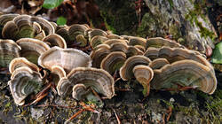 1603100197_Stereum_ostrea__20250605.thumb.JPG.6cc2ec8180c46d798b04fffc253571ef.JPG