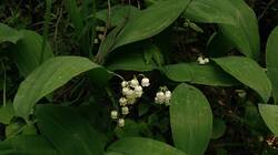 1606957524_06-25-05-(2).thumb.jpg.562a120ddf0003d01c37afa9d20b2fff.jpg