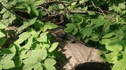 1623242541_06-25-05-(1).thumb.jpg.955c6c07b6973a7a9d0d23fc03579884.jpg