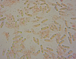 1668226470_2025-06-2612_17_17-AmScope.thumb.png.5393a835bb964fc181a4c3a29f168939.png