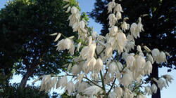 1710361809_Yucca_filamentosa___.thumb.JPG.ea2de2907e9de8c8bd52b5cd1ce1bf61.JPG