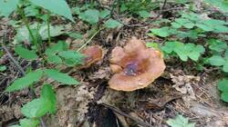 1884984475_06-25-11-.thumb.jpg.fe2cb48650e56871bdf203dfc55a5546.jpg