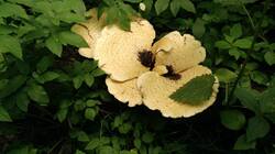 1907801974_06-25-09-(2).thumb.jpg.fdae805d65eb34b752d65cb1e53e71e1.jpg