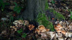 1990696018___Gymnopus_fusipes.thumb.JPG.9a67868885d658668ac4815fa7fe7cae.JPG