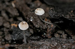 2025-06-23-23_49.31_ZS_PMax.thumb.jpg.5bfbbb8bbece089ca50d15c049352a3f.jpg