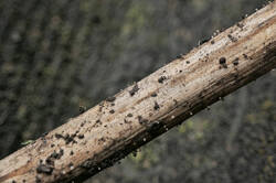 2025-06-23-23_51.02_ZS_PMax.thumb.jpg.3a1c0404d44121d0eed2702432ed949c.jpg