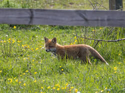 20250526-M3JR6354-Enhanced-NR.thumb.jpg.3b3a428b279c78c9b993f626de40b609.jpg