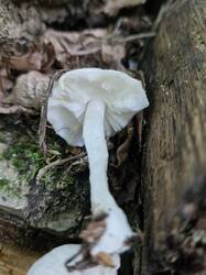 20250612_105010.thumb.jpg.b2298980e99120a0d12f817ce35be728.jpg