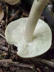 20250613_110906.thumb.jpg.f4453ff8a5ffb69da3bdf4258be1df6c.jpg