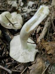 20250613_111002.thumb.jpg.474a8f8245c3309520e44d5e222993c9.jpg