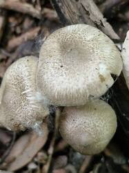 20250613_111057.thumb.jpg.7abfe12520fa4abbba7b37700a2d6d21.jpg