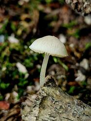 20250613_120334.thumb.jpg.f0dfda10d942d14bd586efd36813267d.jpg