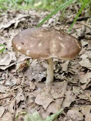 20250613_123208.thumb.jpg.ea667d664204df3d6c51770500662080.jpg