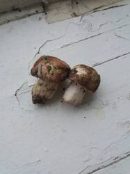 20250613_151247.jpg
