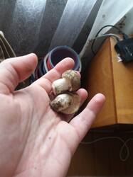 20250613_151306.jpg