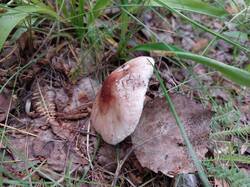 20250619_060220.thumb.jpg.6c83ff5bc61000ab7c5ccb9a326bc1c5.jpg