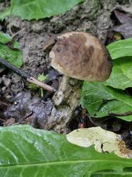 20250621_064103.thumb.jpg.f443ef4481a1cae84e9fc8f6a20fe48d.jpg