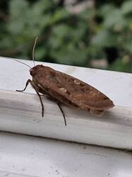 20250621_114028.thumb.jpg.24358edf02a588f5416858c09914a6fa.jpg