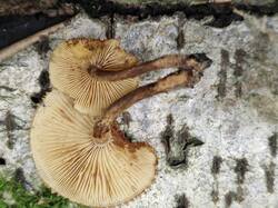 20250622_105344.thumb.jpg.2995c22a02ec90b9718c51aa2f0c459f.jpg