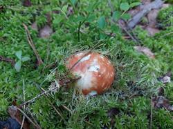 20250624_062209.thumb.jpg.f069d514dc1a5ca244610ad734c84d3f.jpg