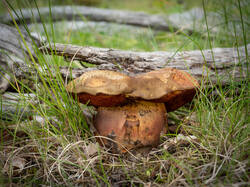 20250626-M3JR7606-Enhanced-NR.thumb.jpg.dd63c34d45b42343e9dbd9a136b164c9.jpg