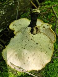 20250626_125219.thumb.jpg.3497d2d1e65932b2e90ccde061fc313a.jpg