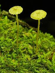 20250626_130122.thumb.jpg.438381c2abc7f961616a38d9525f2517.jpg