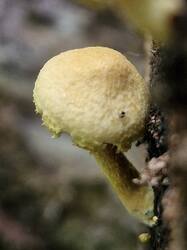20250626_143020.thumb.jpg.6d574d16e0a9a98eab53acb19ce360ce.jpg