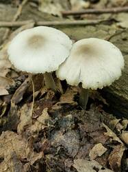 20250627_123439.thumb.jpg.bda482aef1764b90d7996f9adaf76e61.jpg