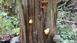 2093172636__(2).thumb.jpg.3375fff9681b99c0e8aa1397bf993433.jpg