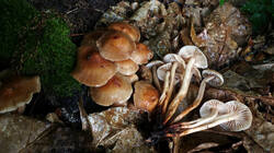 239091861____Gymnopus_fusipes.thumb.JPG.6853b9989b7ede0de91f2b0fc2d73fb7.JPG