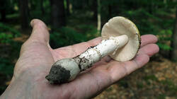 259629457_Amanita_gemmata__2025.thumb.JPG.3dae023bd19c76097b7aa8fb7fa15705.JPG