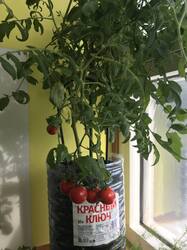 302191181_IMG_60491.thumb.JPG.3cc4af3e0bfa835e6eaeefd91de40078.JPG
