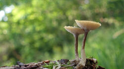 379307530_Lentinus_arcularius_AWP_20250603.thumb.JPG.f97dd1b6a0349726d0830b60c07911dc.JPG
