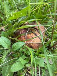 IMAGE 2025-06-13 17:03:43.jpg