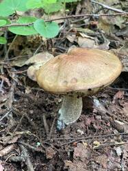 IMAGE 2025-06-04 16:56:10.jpg