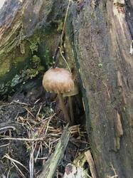 5258C5B8-051D-4C87-9536-D06D4231FD37.jpeg