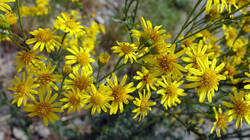 656671578_Jacobaea_vulgaris__.thumb.JPG.dfeb4901bef30844e23c141c38530096.JPG