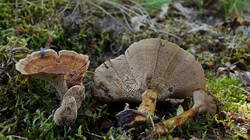 70982175_Coltricia_perennis__20250611.thumb.JPG.d778b9c7aef7fb124368a087bb689206.JPG