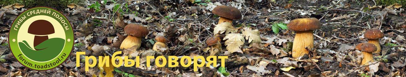 Грибы средней полосы