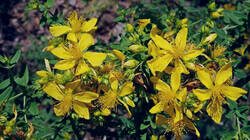 734503088_Hypericum_perforatum__.thumb.JPG.c11af5a3aff7d2c3d36edc7849ebba35.JPG